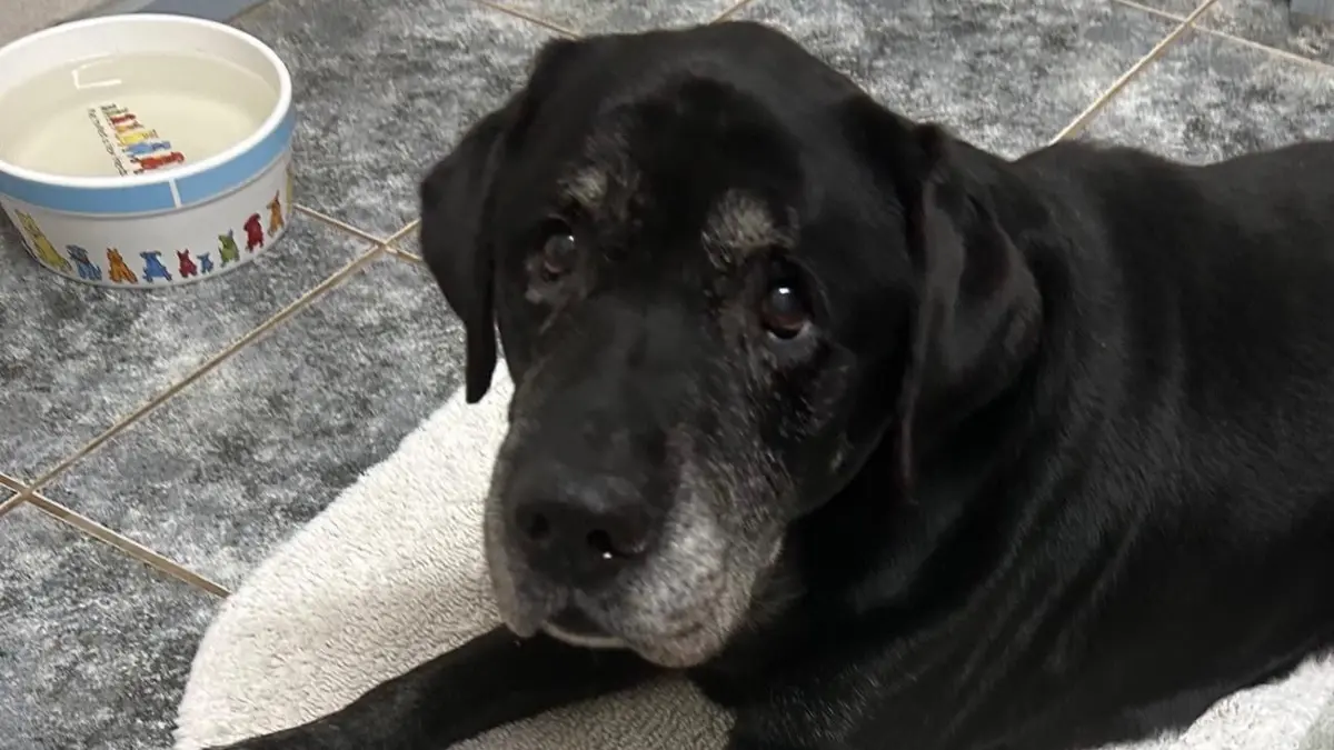 Labrador Jasper