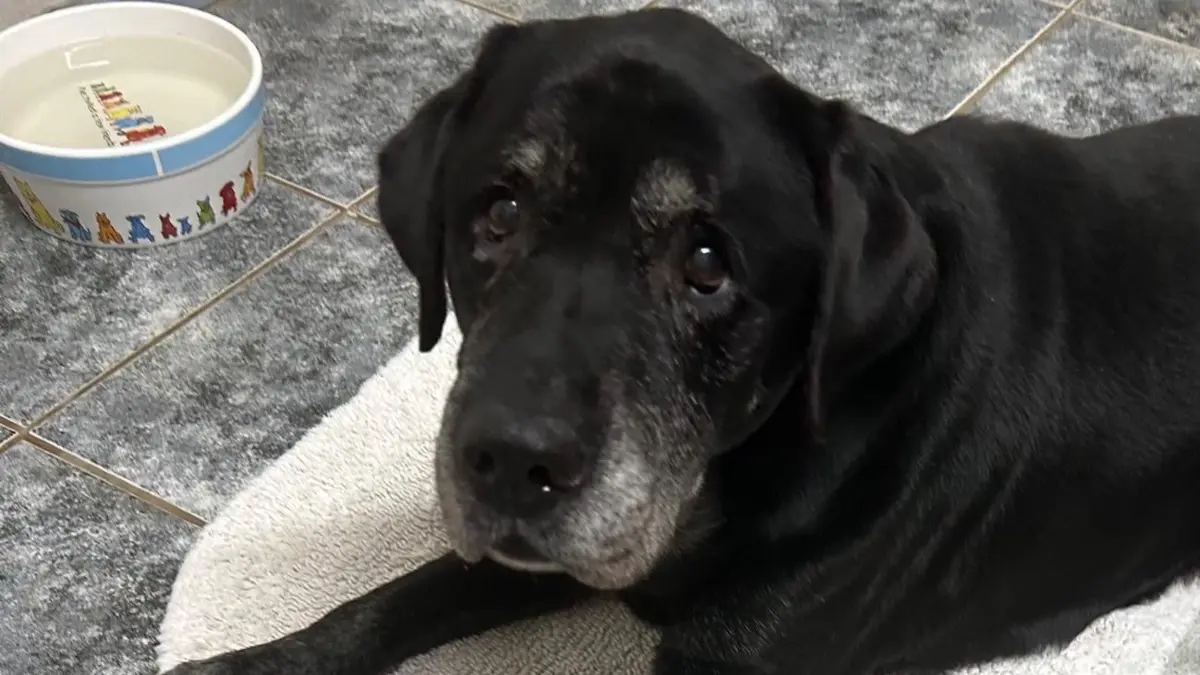 Labrador Jasper