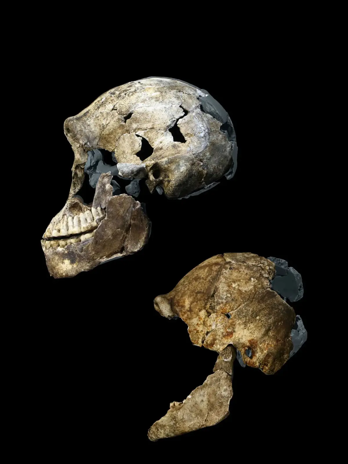 Zwei Schädel von weiblichen Homo naledi, der „Neo“-Schädel aus der Lesedi-Kammer (oben links) und der DH3-Schädel aus der Dinaledi-Kammer (unten rechts). Dabei handelt es sich um den jeweils größten bzw. kleinsten bekannten Homo naledi-Schädel.