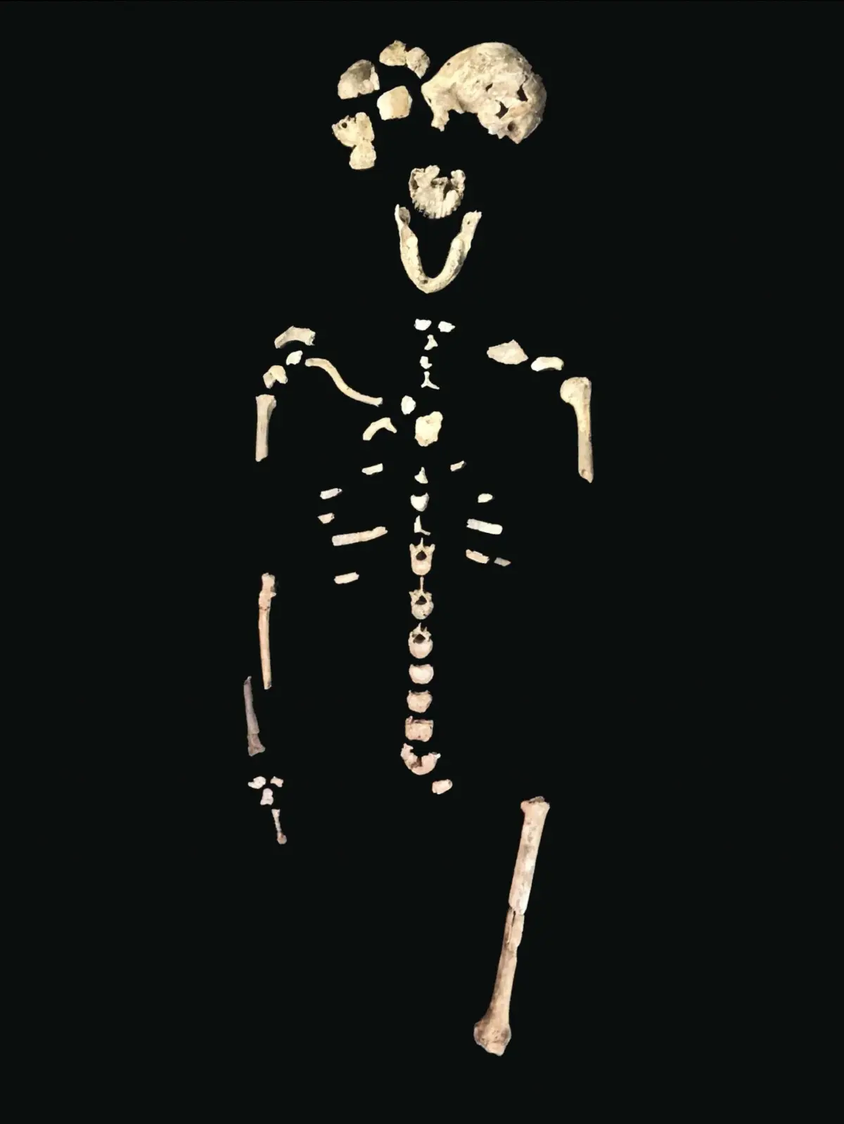 Fossile Skelettreste eines Homo naledi.