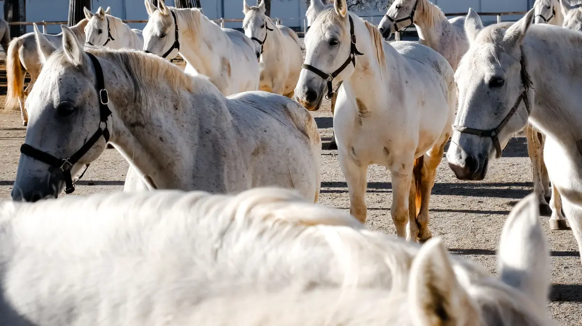 Lipizzanerherde