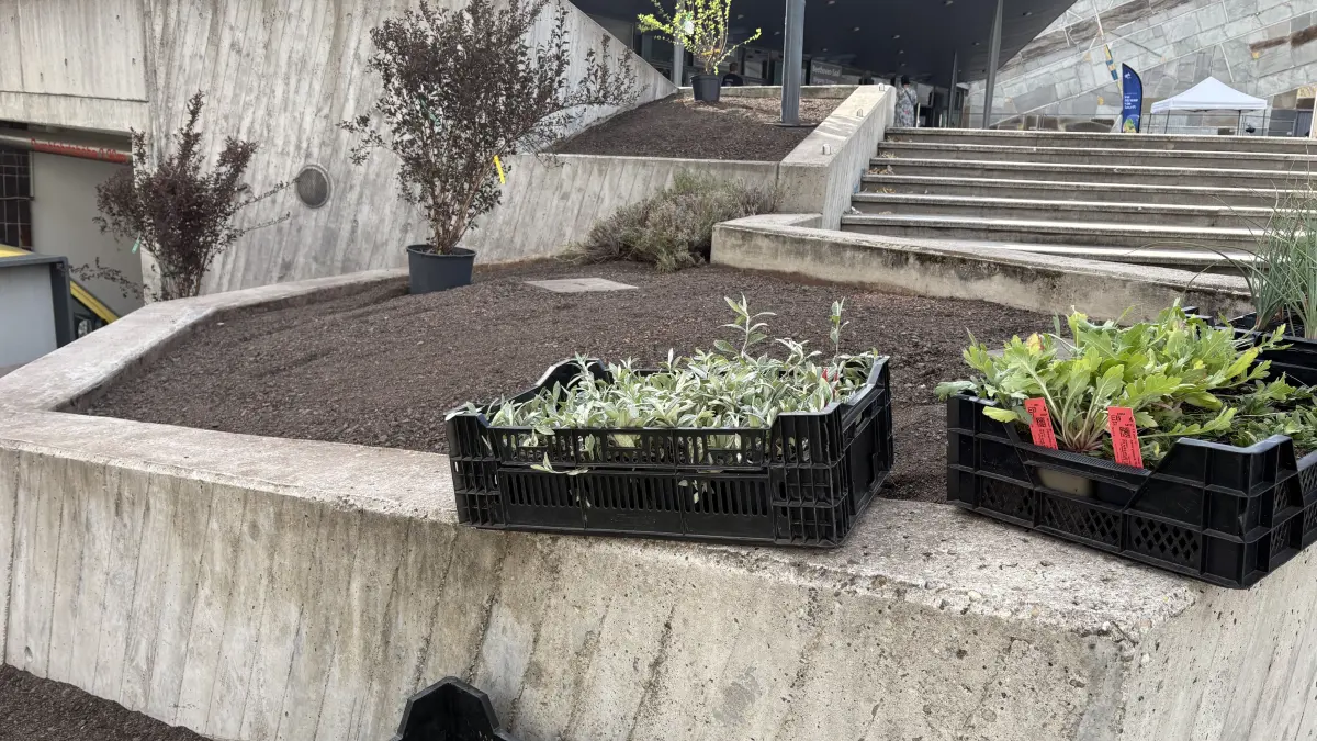Beet vor dem Einpflanzen
