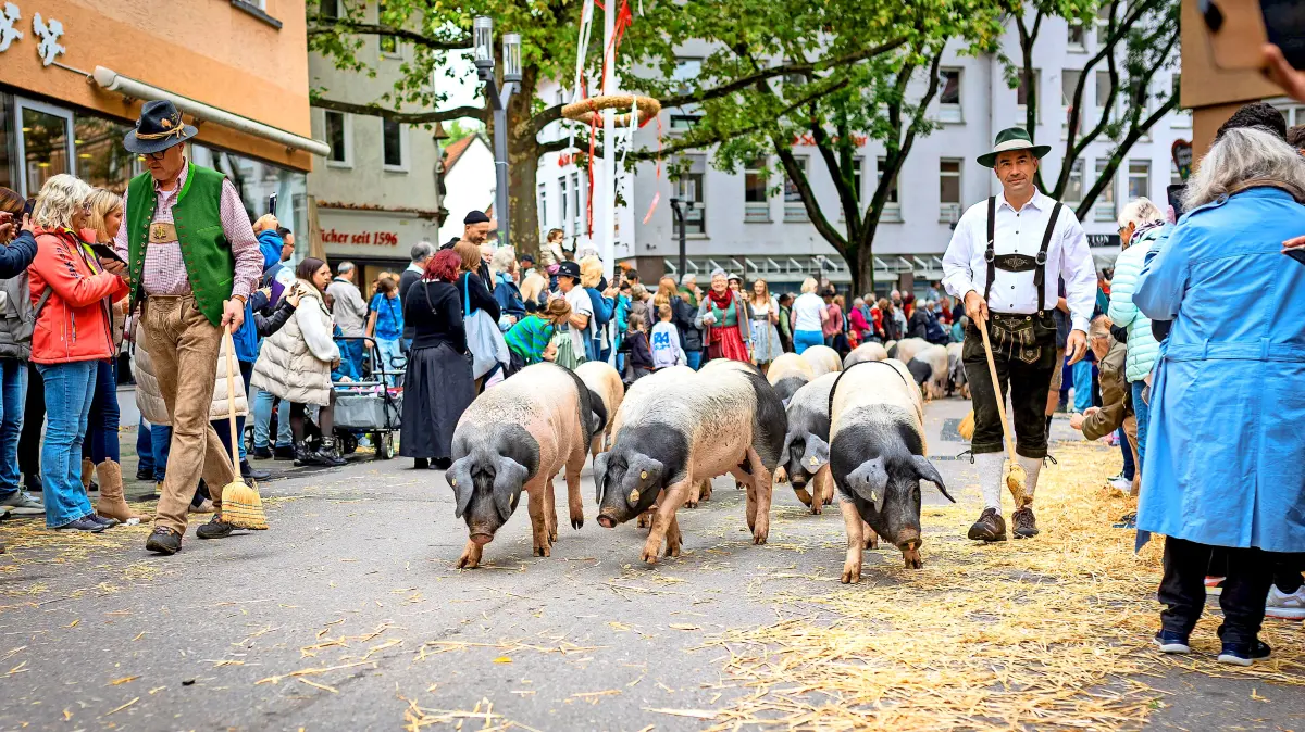 Beim Volksfestumzug durch die Marktstraße in Bad Cannstatt laufen auch Schwäbische-Hällische Landschweine mit. Erneut gibt es Protest.
