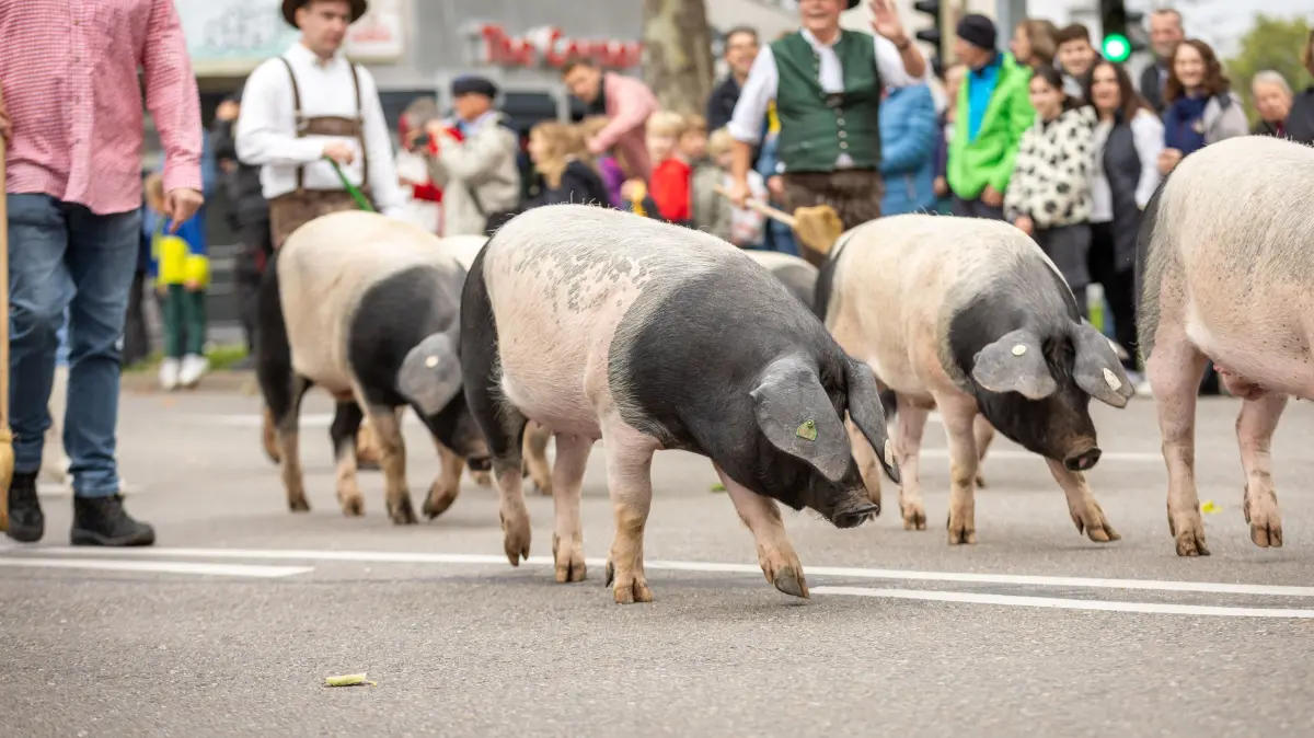 Seit vielen Jahren laufen auch die Schwäbisch-Hällischen Schweine mit beim Umzug, Jetzt gibt es erneut Protest dagegen - dieses Mal von der Linken-Fraktion im Gemeinderat.