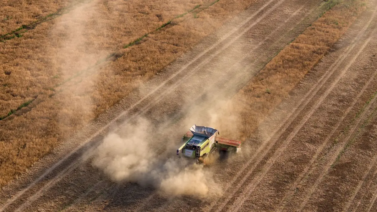 Erbsenernte in Sachsen: 15.07.2026, Sachsen, Dresden: Eine Erntemaschine fährt über ein Feld mit Futtererbsen (Aufnahme mit einer Drohne). Foto: Sebastian Kahnert/dpa +++ dpa-Bildfunk +++