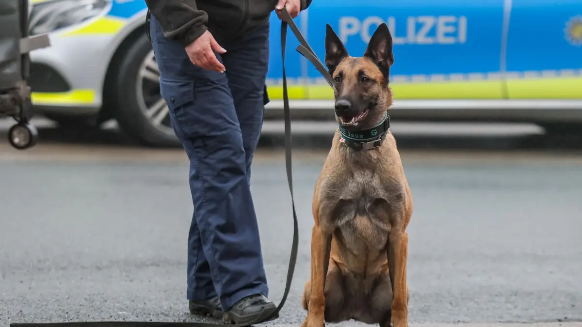 Polizeihund