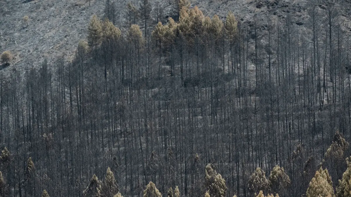 Waldbrände in Spanien