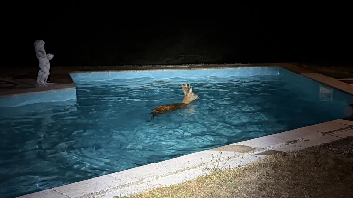 Ein Rehbock hat sich in Lauda-Königshofen in einen Pool verirrt.