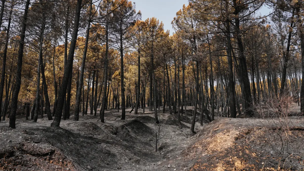 22.07.2026, Spanien, Muriel: Blick auf das Brandgebiet in der Provinz Guadalajara, nachdem ein Waldbrand Zehntausende Hektar verwüstet hatte – einer der größten Waldbrände der letzten Jahre in Spanien.