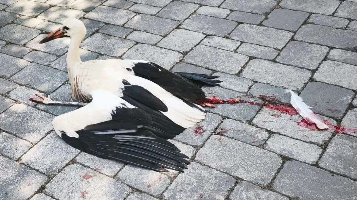 Der verletzte Storch ist kurz darauf gestorben