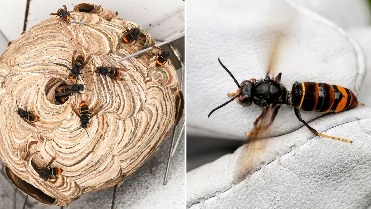 Zum ersten Mal wurde in Brandenburg (Eisenhüttenstadt) das Nest einer Asiatischen Hornisse gesichtet. Die Art ist für den Menschen nicht gefährlich, ihre Ausbreitung wäre trotzdem ein Problem. (Symbolbild)