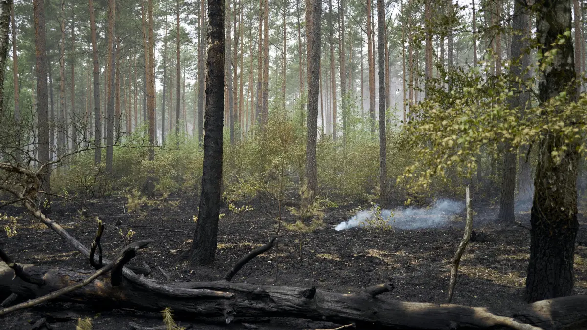 Waldbrand Symbolfoto