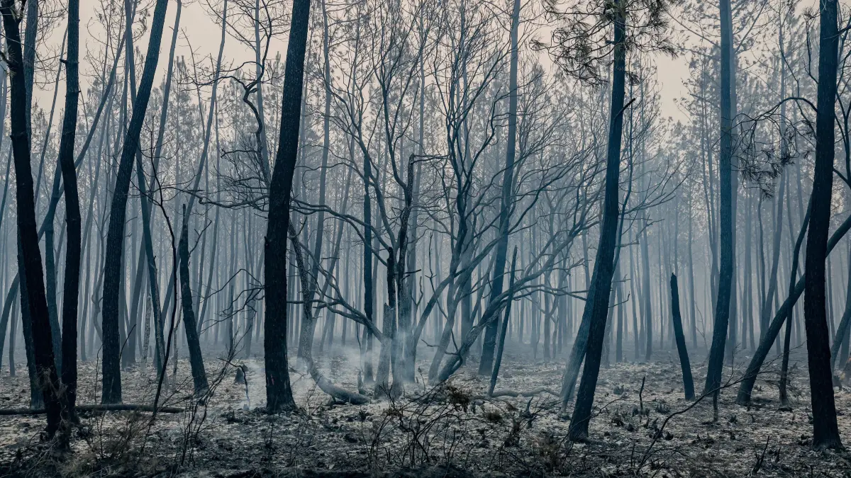 Fire in Gironde: 2,400 hectares burned between Saumos and Le Porge THE ROAD BETWEEN LE PORGE AND LEGE PHOTOPQR SUD OUEST GUILLAUME BONNAUD Bordeaux July 23, 2026 JULY 23, 2026 IN GIRONDE Fire in Gironde: 2,400 hectares burned between Saumos and Le Porge Photo by Guillaume Bonnaud THE ROAD BETWEEN LE PORGE AND LEGE Gironde, France July 23, 2026 Firefighters battle a fast-moving wildfire between Saumos and Le Porge after the blaze scorched around 2,400 hectares of forest and triggered the evacuation of thousands of people Bordeaux GIRONDE France PUBLICATIONxNOTxINxFRAxBELxSUIxUK Copyright: xPHOTOPQR/SUDxOUEST/MAXPPPxGUILLAUMExBONNAUDx 20260723SDO5479 20260723SDO5479