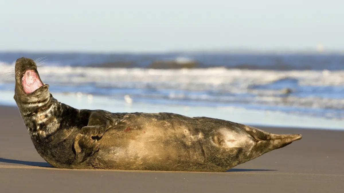 Kegelrobbe Halichoerus grypus Grey seal Halichoerus grypus Copyright: imageBROKER/SunbirdxImages iblmup13591775.jpg Bitte beachten Sie die gesetzlichen Bestimmungen des deutschen Urheberrechtes hinsichtlich der Namensnennung des Fotografen im direkten Umfeld der Veröffentlichung