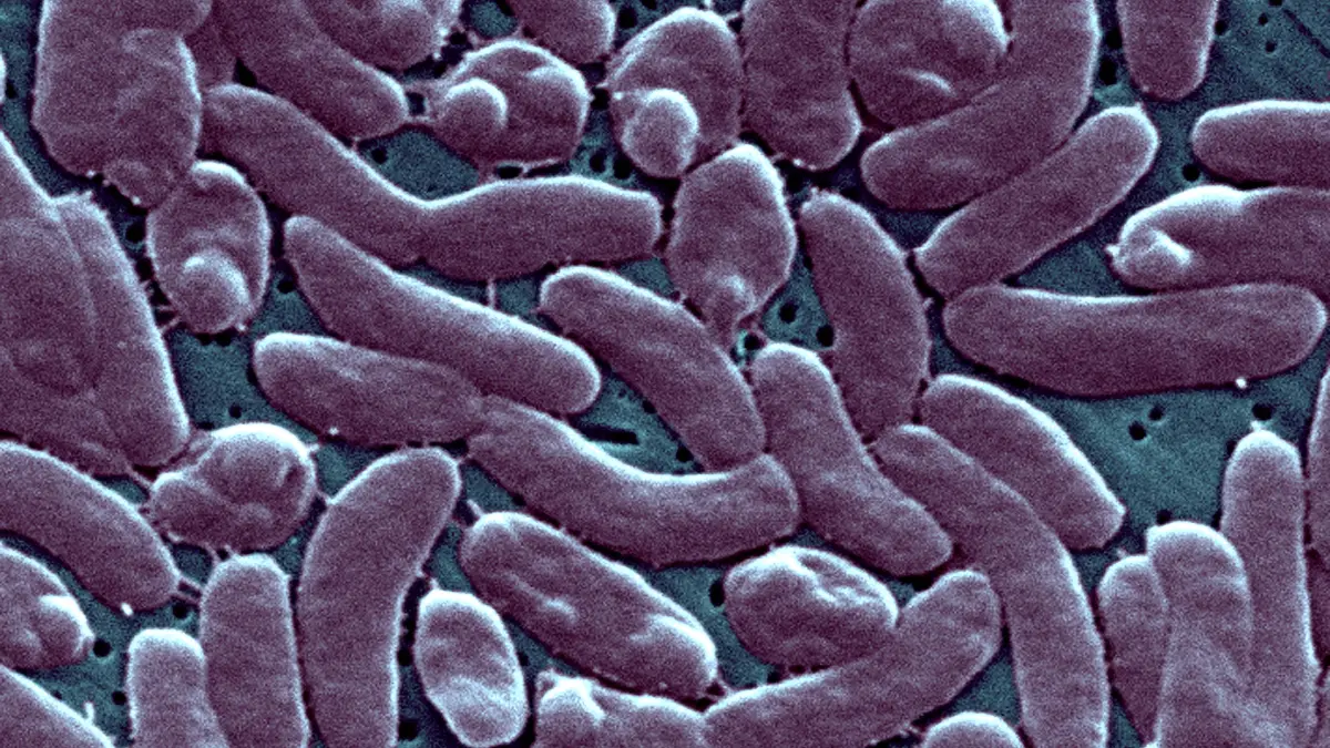 3D-Illustration des Stäbchenbakteriums Vibrio vulnificus.