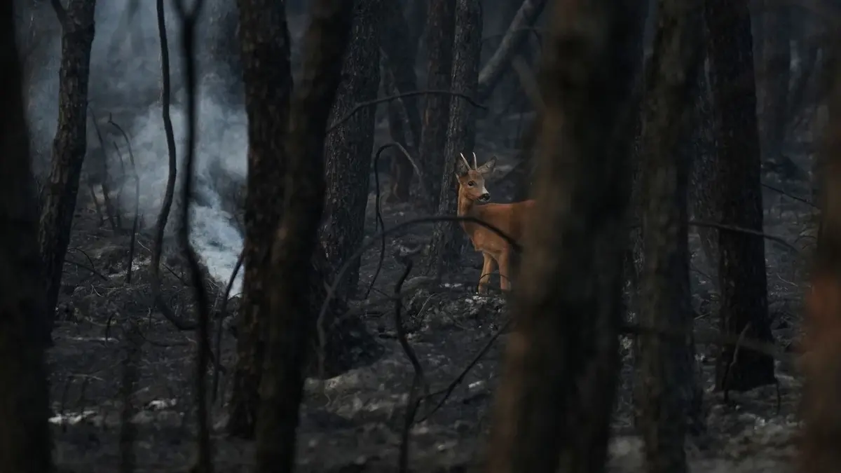 Ein Reh läuft durch einen schwelenden, verkohlten Wald, nachdem es in dieser Region im Südwesten Frankreichs zu Waldbränden gekommen war.