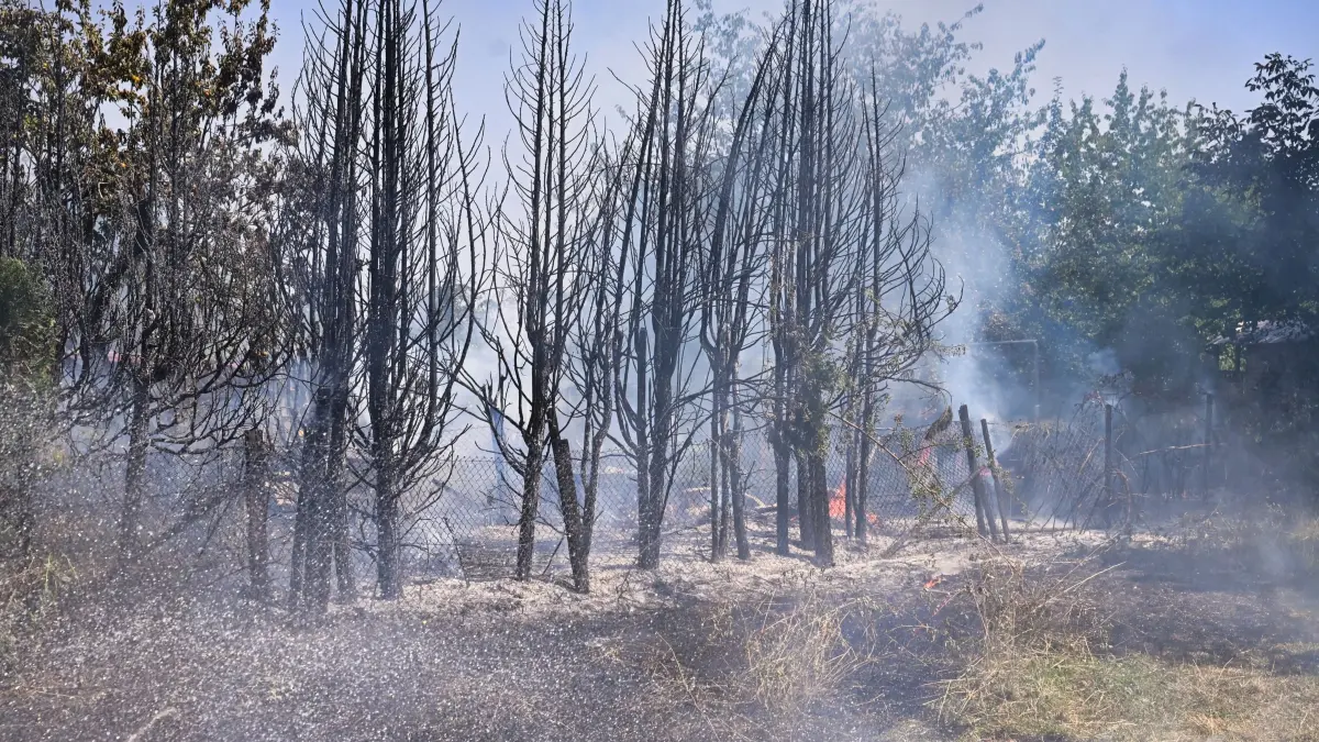Mehrere Bäume sind nach dem Brand völlig verkohlt. Brand an der Stettener Straße in Fellbach