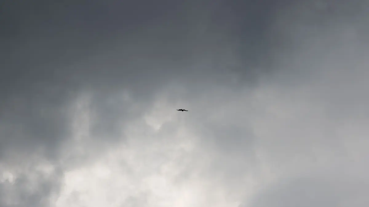 Wetter in Köln: ARCHIV - 01.06.2026, Nordrhein-Westfalen, Köln: Ein Raubvogel fliegt am Himmel vor dunklen Wolken. (zu dpa: «Mindestens fünf Tote bei schwerem Sturm in Brasilien») Foto: Rolf Vennenbernd/dpa +++ dpa-Bildfunk +++