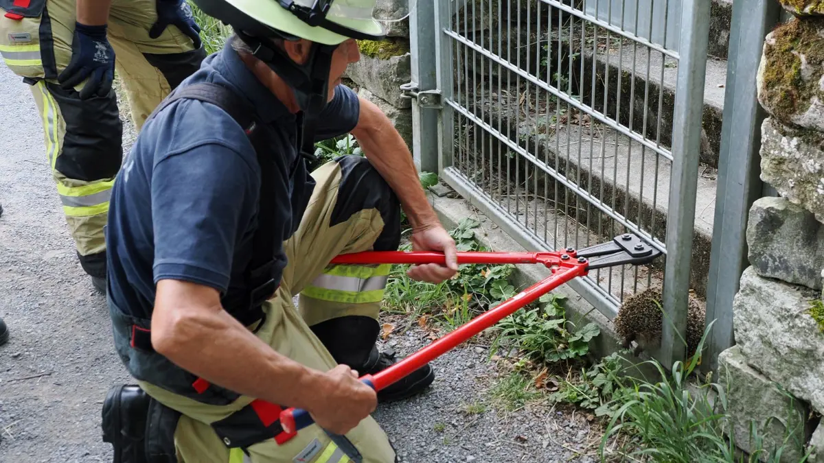 Igel in misslicher Lage: Die Feuerwehr Ditzingen hilft.