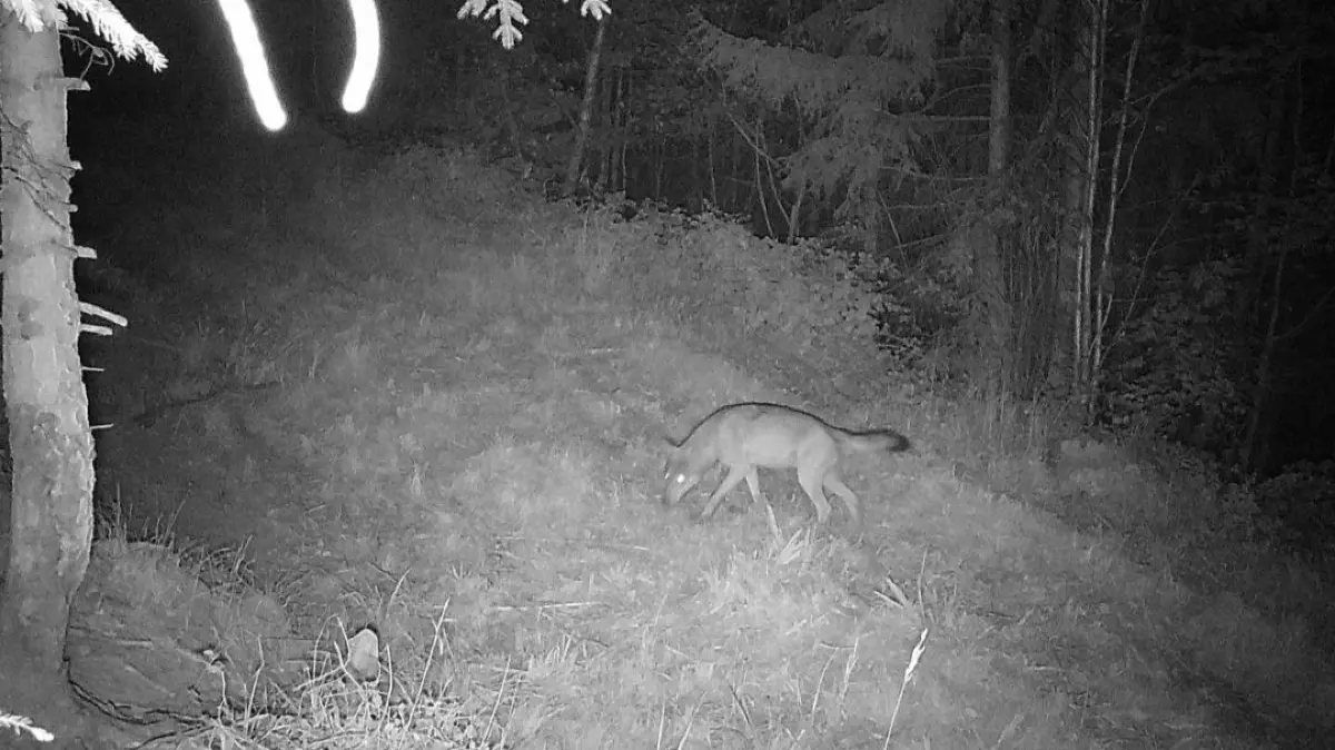 Der Wolf wurde von einer Wildkamera aufgezeichnet