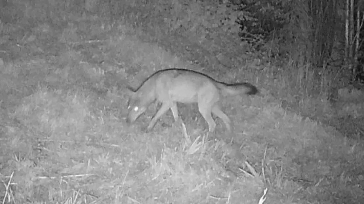 Der Wolf wurde von einer Wildkamera aufgezeichnet