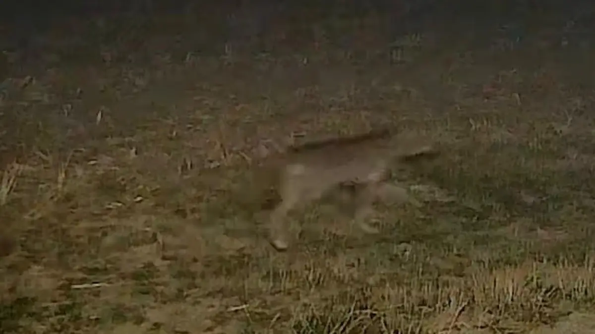Wolf in Steinheim an der Murr gesichtet
