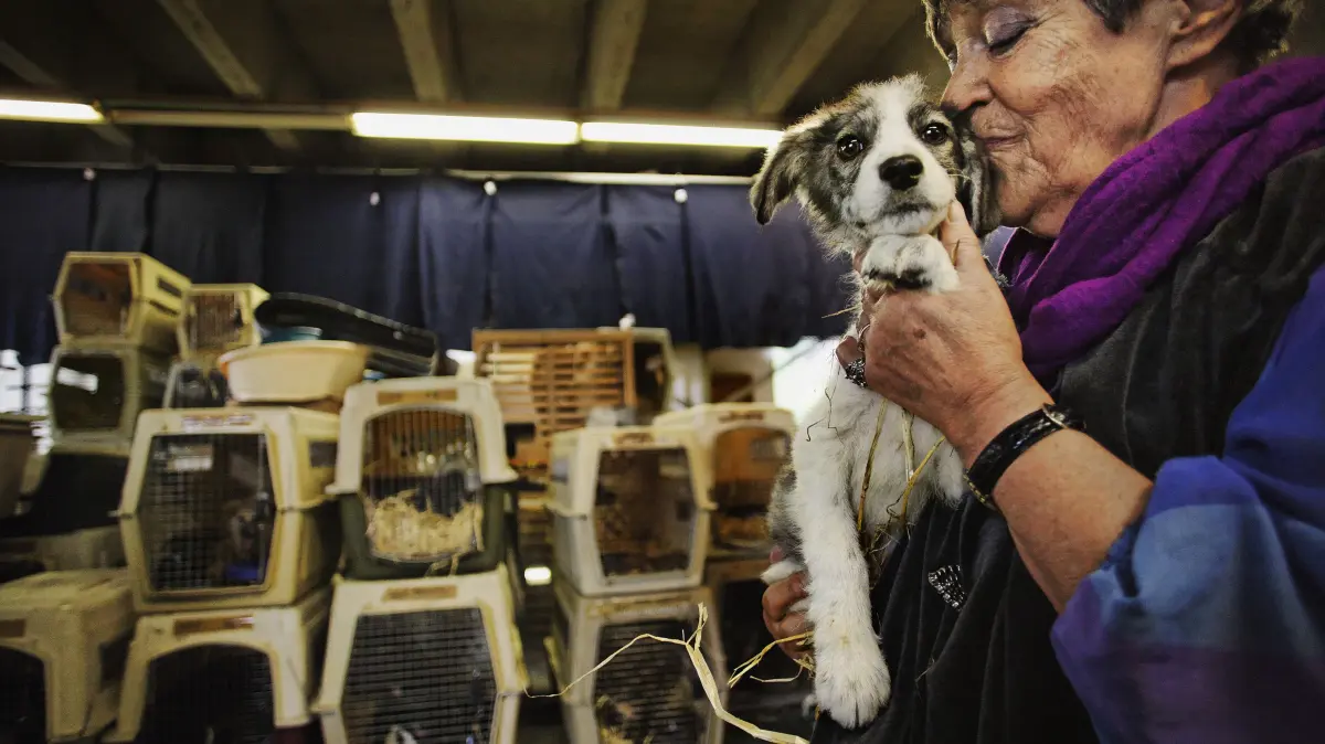 Die Vorsitzende Ute Langenkamp betreibt in Rumänien das größte Tierheim Europas (3500 Hunde sind dort zurzeit untergebracht). Dettenhausen ist Zwischenstation auf dem Weg zu deutschen Herrchen und Frauchen