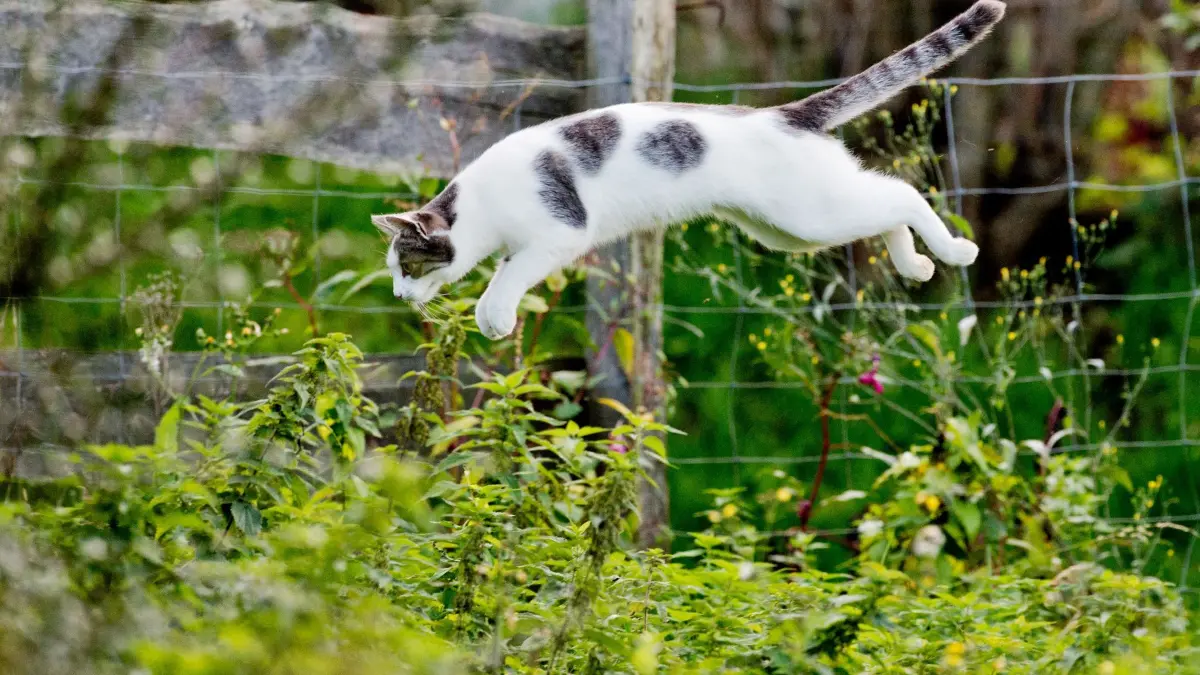 Katze im Garten: ARCHIV - 14.10.2014, Niedersachsen, Sehnde: Eine Katze springt in einem Garten in ein Gebüsch.
Katzen sind geschickt. Wenn sie doch einmal fallen, landen sie oft auf ihren Pfoten. (zu dpa: «Tierschützer: Freigänger-Katzen sollten kastriert werden») Foto: Julian Stratenschulte/dpa +++ dpa-Bildfunk +++