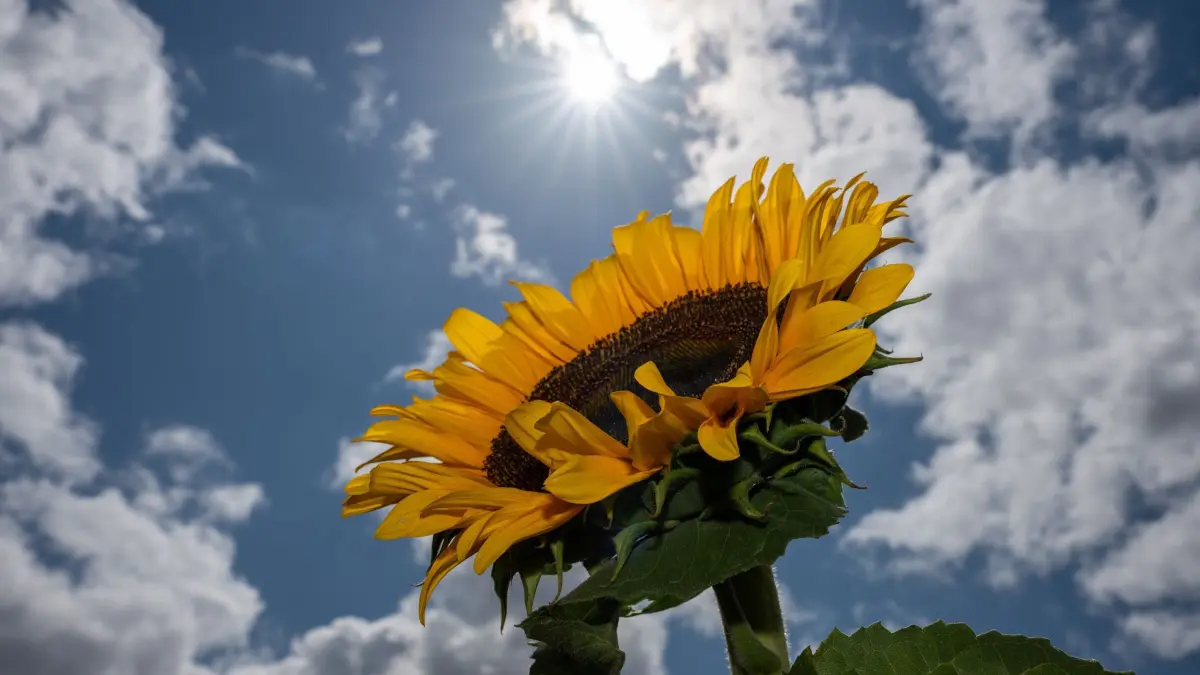 Wetter in Rheinland-Pfalz und im Saarland: ARCHIV - 19.07.2026, Rheinland-Pfalz, Wittlich: Eine Sonnenblume reckt ihre Blüten zur Sonne, während dichte Wolken den Himmel verdecken. (zu dpa: «Sonniges Wochenende - Einzelne Gewitter am Sonntag möglich») Foto: Harald Tittel/dpa +++ dpa-Bildfunk +++