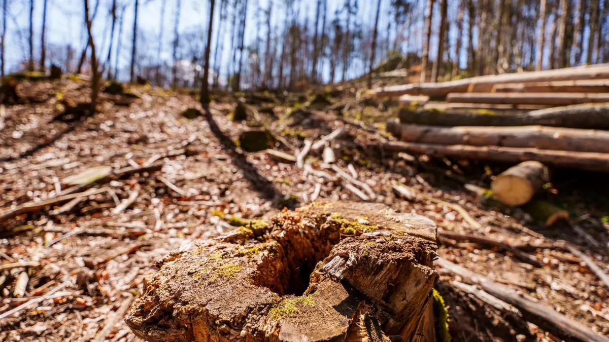 Zustand des Waldes: ARCHIV - 09.04.2025, Hessen, Neunkirchen: Holz liegt auf einer Kahlfläche unterhalb der Neunkircher Höhe. (zu dpa: «Was macht die Trockenheit mit den Wäldern?») Foto: Andreas Arnold/dpa +++ dpa-Bildfunk +++