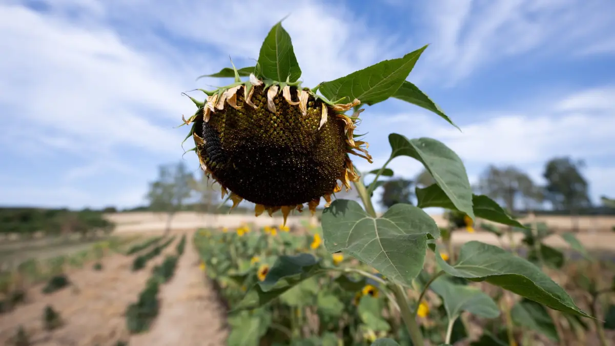 Wetter in Hessen: 09.08.2026, Hessen, Ockstadt: Der Blütenkorb einer von Hitze und Trockenheit geschädigten Sonnenblume steht auf einem Feld. Foto: Florian Wiegand/dpa +++ dpa-Bildfunk +++