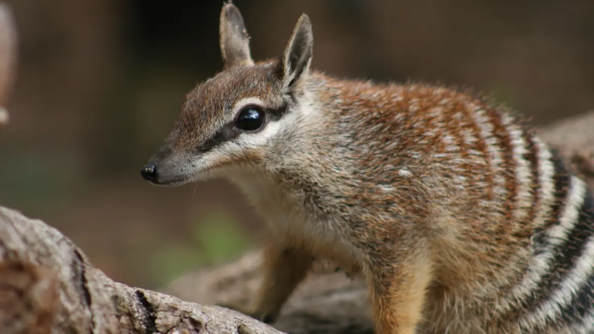 Der Numbat ist eine gestreifte Beuteltierart in Australien. Er ist auf der Roten Liste der Weltnaturschutzorganisation IUCN erfolgreich herabgestuft worden.