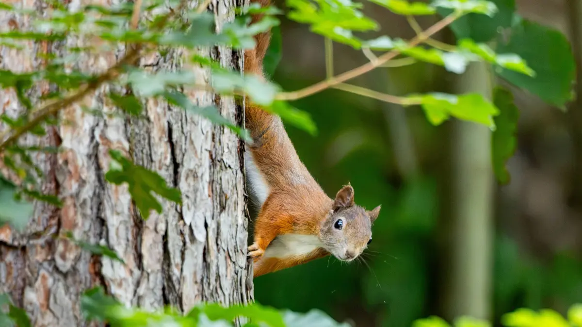 31.07.2026, GER, Wildlife, Eichhörnchen am Werraufer Das Eurasische Eichhörnchen Sciurus vulgaris, häufig einfach Eichhörnchen genannt, ist ein kleines Nagetier aus der Familie der Hörnchen. Eurasische Eichhörnchen erreichen eine Körperlänge von ungefähr 20 bis 25 Zentimetern. Ihr auffälligstes Merkmal ist der lange, buschige Schwanz, der fast so lang wie der Körper werden kann.Die Art ist in weiten Teilen Europas und Nordasiens verbreitet.Eichhörnchen sind überwiegend tagaktiv. Besonders häufig sind sie am frühen Morgen und am späten Nachmittag unterwegs. Stadt Amt Creuzburg OT 99826 Probsteizella Werraufer Thueringen Deutschland *** July 31, 2026, GER, Wildlife, Squirrels on the Banks of the Werra The Eurasian squirrel