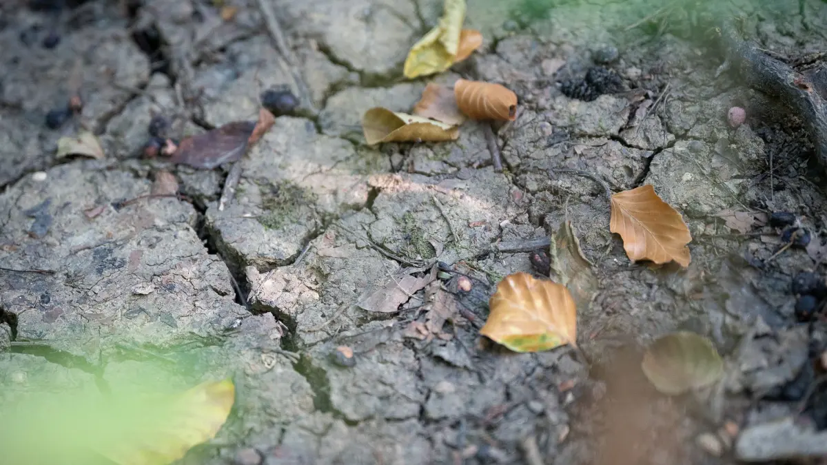 „Sieht aus wie Herbst“ - Trockenheit plagt botanische Gärten