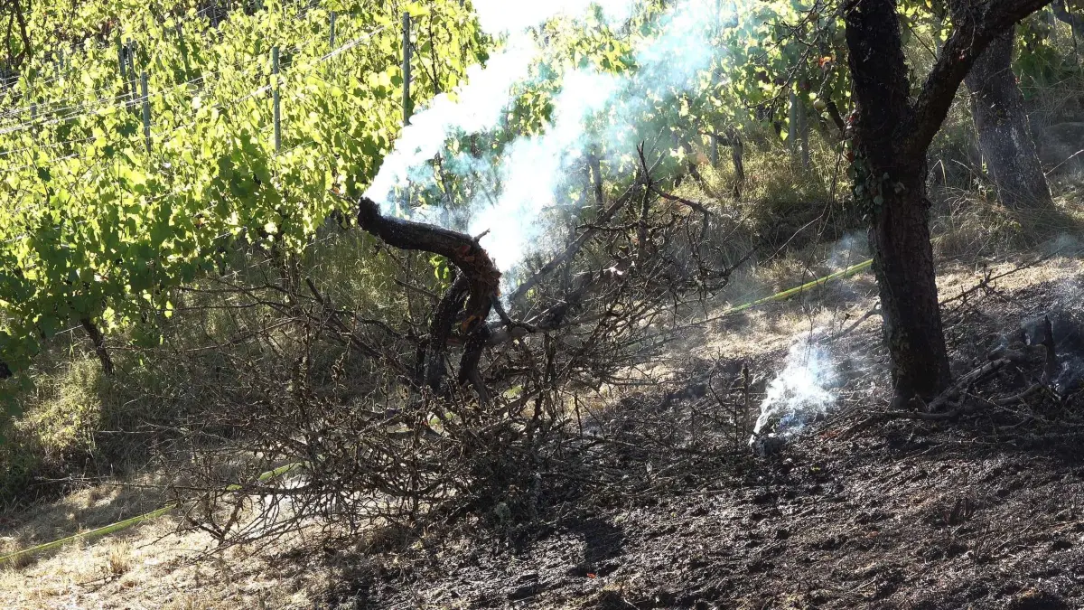 Flächenbrand auf mehreren tausend Quardratmetern im Weinberg auf dem Grafenberg