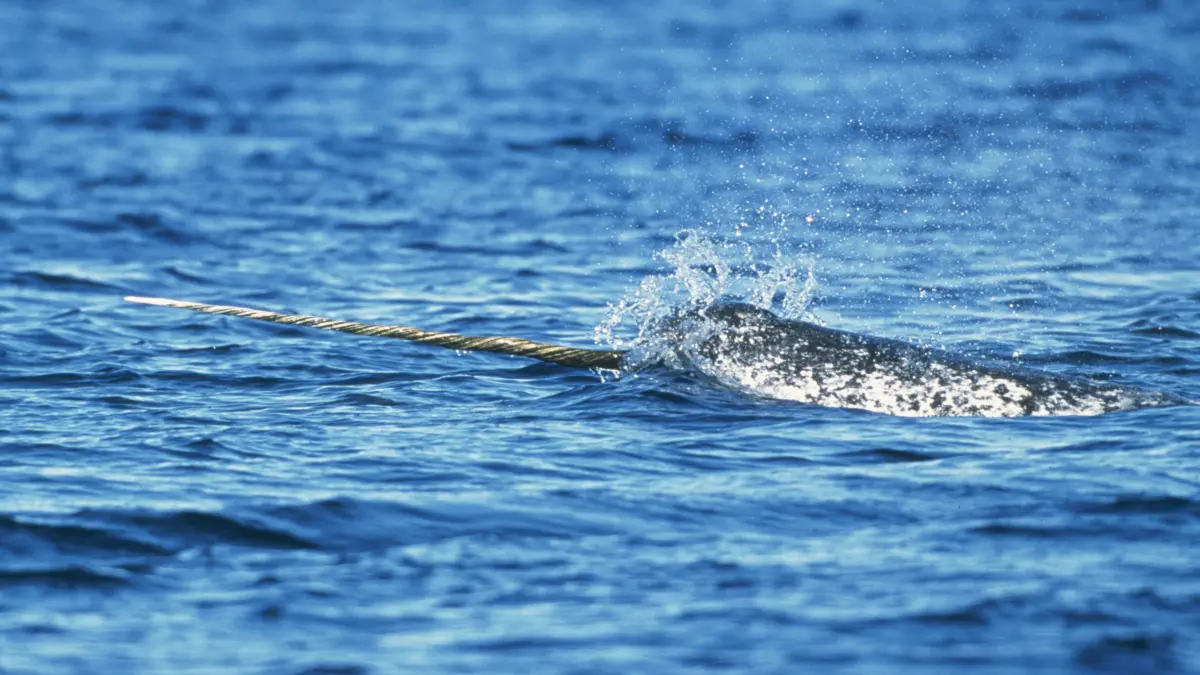 Narwal (Monodon monoceros) in der kanadischen Arktis