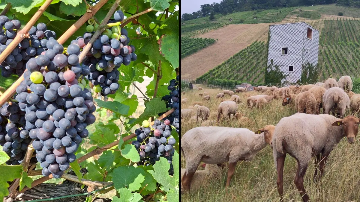 Wein-Brachflächen