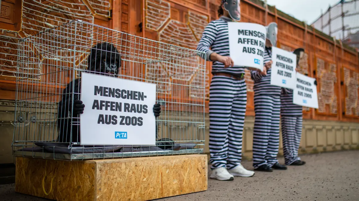 Anhänger der Tierrechtsorganisation Peta protestierten 2025 vor der Wilhelma gegen Affenhaltung in Zoos und erstatteten Anzeige - ohne Erfolg. Die Ermittlungen wurden eingestellt.