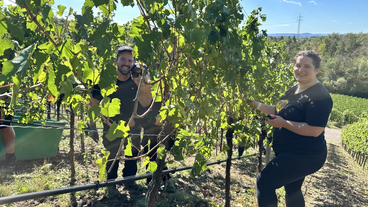 Nach dem schweren Unwetter mit Hagelschäden hat die Familie Fähnle Helfer zusammengetrommelt und eine Notlese auf die Beine gestellt.