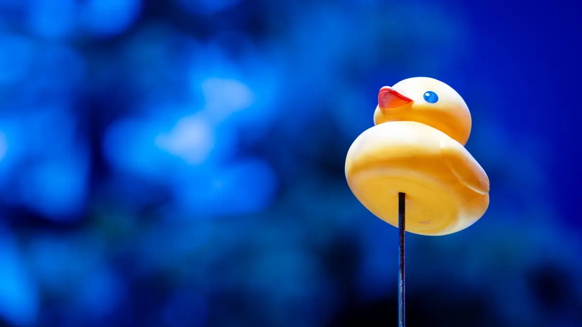 Kreuzfahrt-Enten-Tradition Symbolbild fuer Kreuzfahrt-Enten-Tradition auch Cruise Ducks genannt ist ein beliebter, spielerischer Brauch, bei dem Passagiere kleine Quietsche- oder Gummienten an Bord eines Schiffes verstecken, damit andere Gaeste sie finden. Jedoch verbieten nun Kreuzfahrt-Reedereien die Gummienten an Bord. Deutschland *** Cruise Ducks Tradition: A symbolic image of the Cruise Ducks traditionalso known as Cruise Ducks is a popular, playful custom in which passengers hide small squeaky toys or rubber ducks on board a ship for other guests to find. However, cruise lines are now banning rubber ducks on board in Germany.