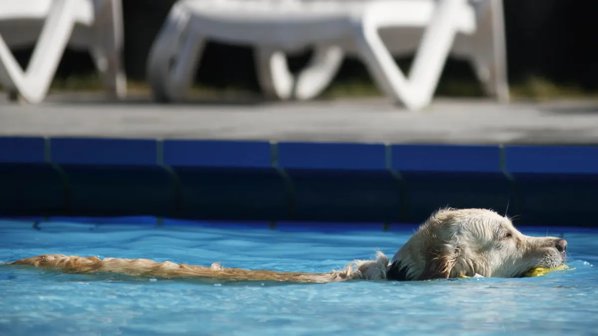 Korb, DEU, 21.09.2019
Hundebadetag in Korb.
No model release.