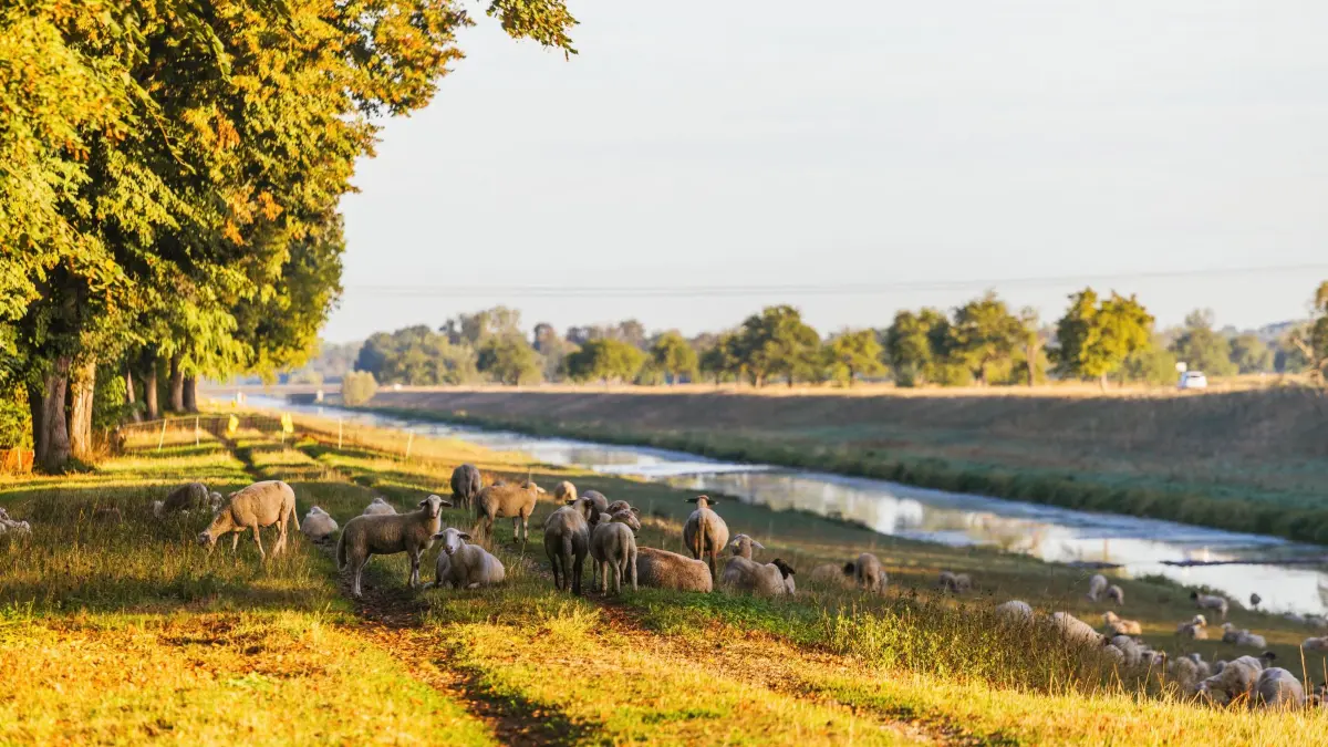 Wetter in Baden-Württemberg: 03.09.2026, Baden-Württemberg, Kenzingen: Schafe grasen in der Morgensonne am Leopoldskanal. Foto: Philipp von Ditfurth/dpa +++ dpa-Bildfunk +++