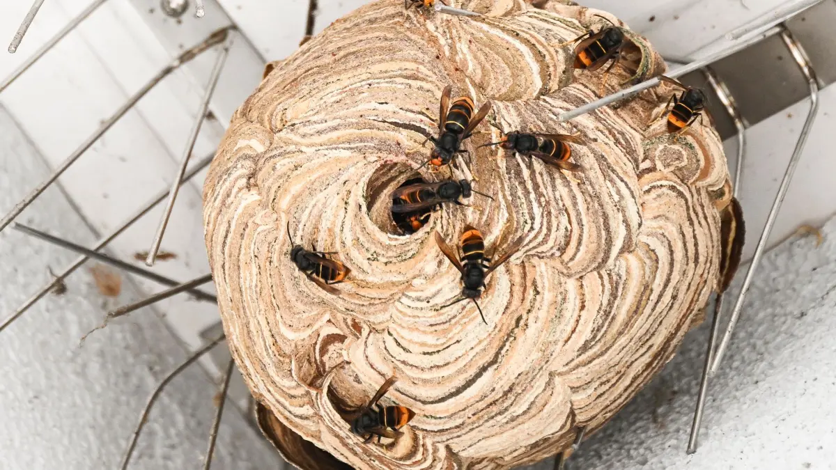 Nest der Asiatischen Hornisse wird entfernt