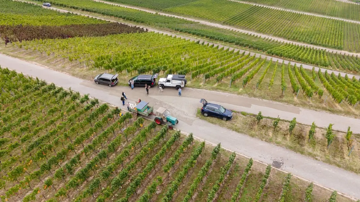 Notlese in den Weinbergen in Kleinbottwar