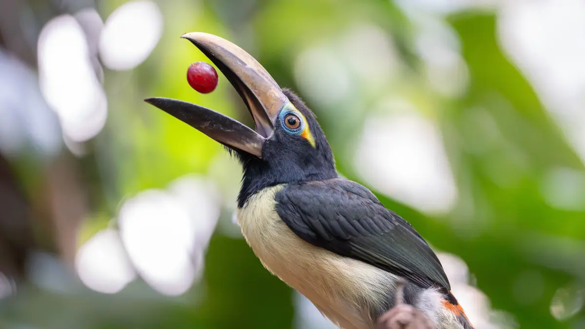 Die Jungvögel können schon geschickt Trauben in die Luft werfen und auf einmal verschlingen.