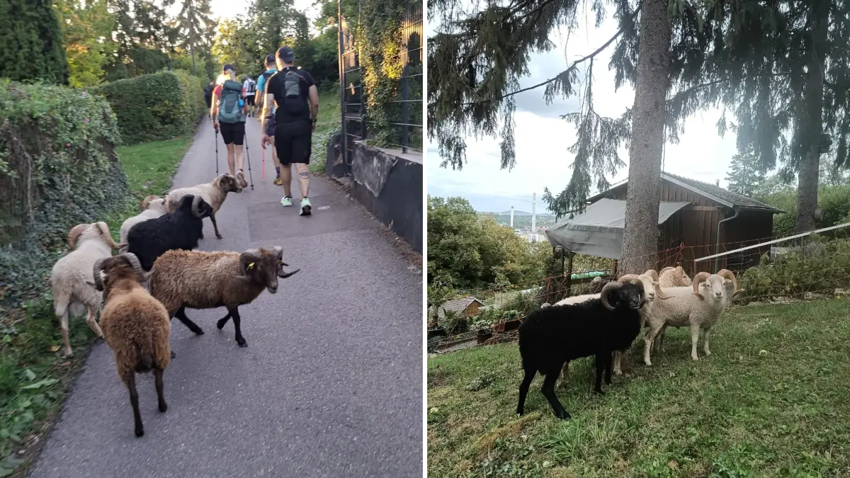 Nachdem die Schafe ausgebüxt sind, geraten sie am Samstag in eine Wandergruppe - und landen schließlich auf einem Gartengrundstück im Stuttgarter-Osten.