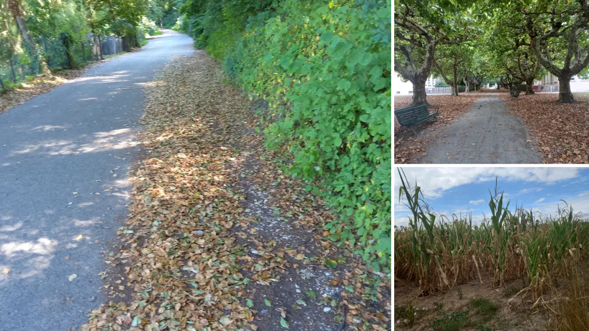 Folgen des Hitze- und Trockensommers zeigen sich vielfältig. Leser machen sich Sorgen angesichts der frühen Herbststimmung.