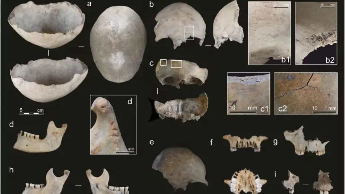 Schädelreste mit Spuren menschlicher Bearbeitung aus der Carigüela-Höhle. (a) Aus einem Schädel gefertigte Schale. (b–n) Fragmente von Schädel und Unterkiefer mit Schnittspuren infolge von Skalpierung und Entfleischung des Kopf- und Gesichtsbereichs sowie anthropogen verursachten Brüchen.