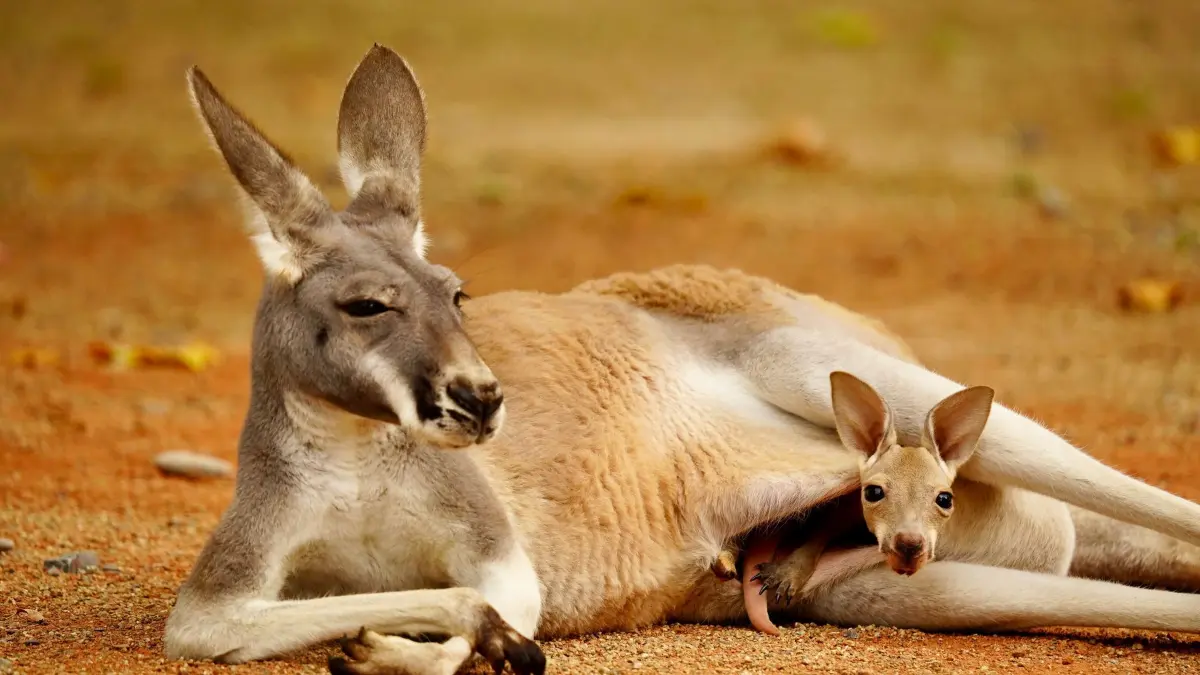 Nachwuchs bei den Roten Riesenkängurus: Ein Känguru-Weibchen liegt mit ihrem Jungtier im Beutel in ihrem Gehege. Im Zoo Heidelberg haben zwei Weibchen der Roten Riesenkängurus Nachwuchs. Noch verbringen die Jungtiere nach Angaben des Tiergartens die meiste Zeit gut geschützt im Beutel ihrer Mütter. Doch inzwischen sind die Jungtiere rund ein halbes Jahr alt und beginnen, die Beutel zu verlassen. (zu dpa: «Kängurubabys auf Entdeckungstour im Zoo Heidelberg»)