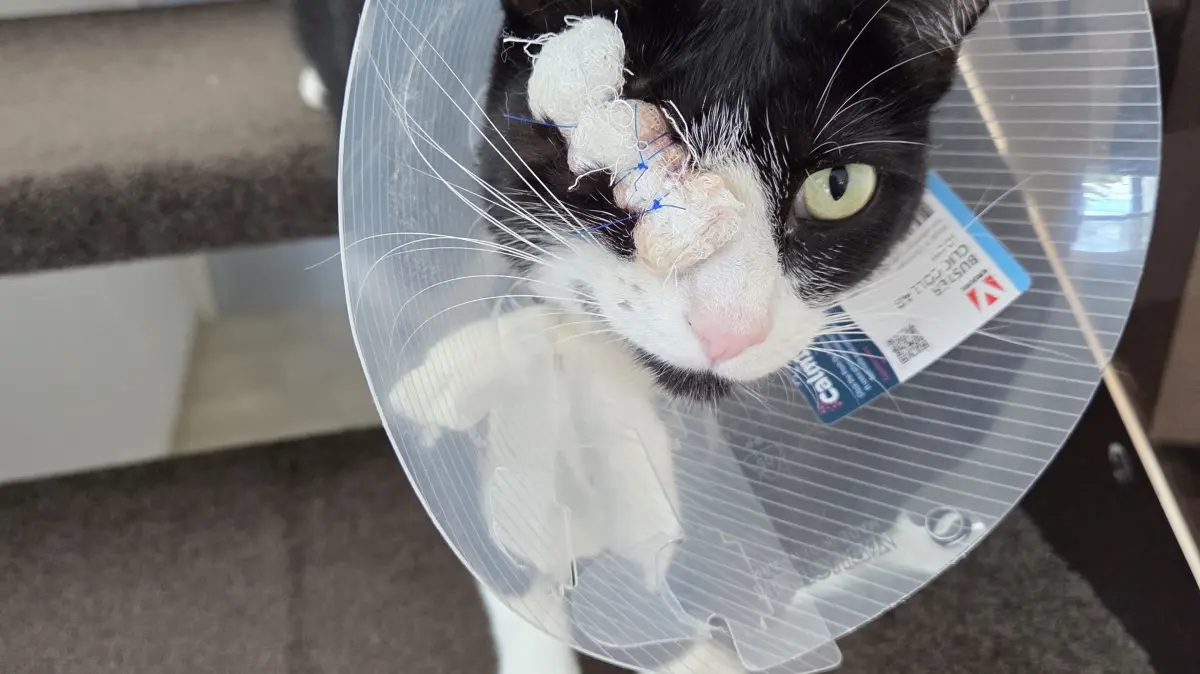 Die Katze Lilly wurde in Sindelfingen mit einem, Luftgewehr angeschossen. Ihr Auge musste operativ entfernt werden.
